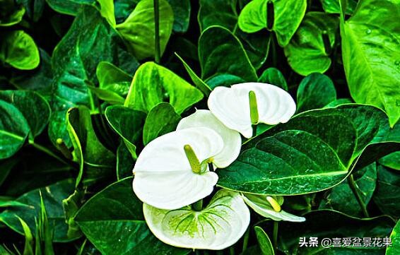 白掌移盆后叶子下垂,白掌小叶子软了下垂怎么办