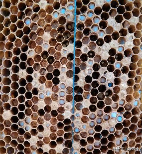 蜂群如何治巢虫,蜂群里有工蜂怎么防治