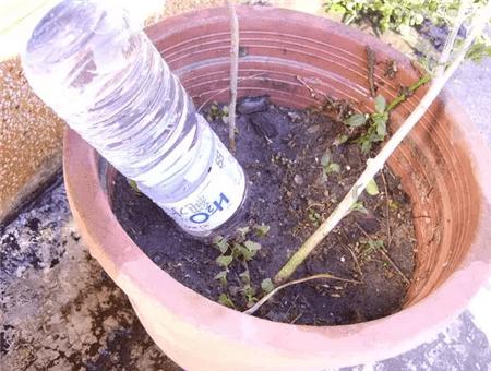 自制养花自动浇水神器教程,自制浇花喂水神器两根管