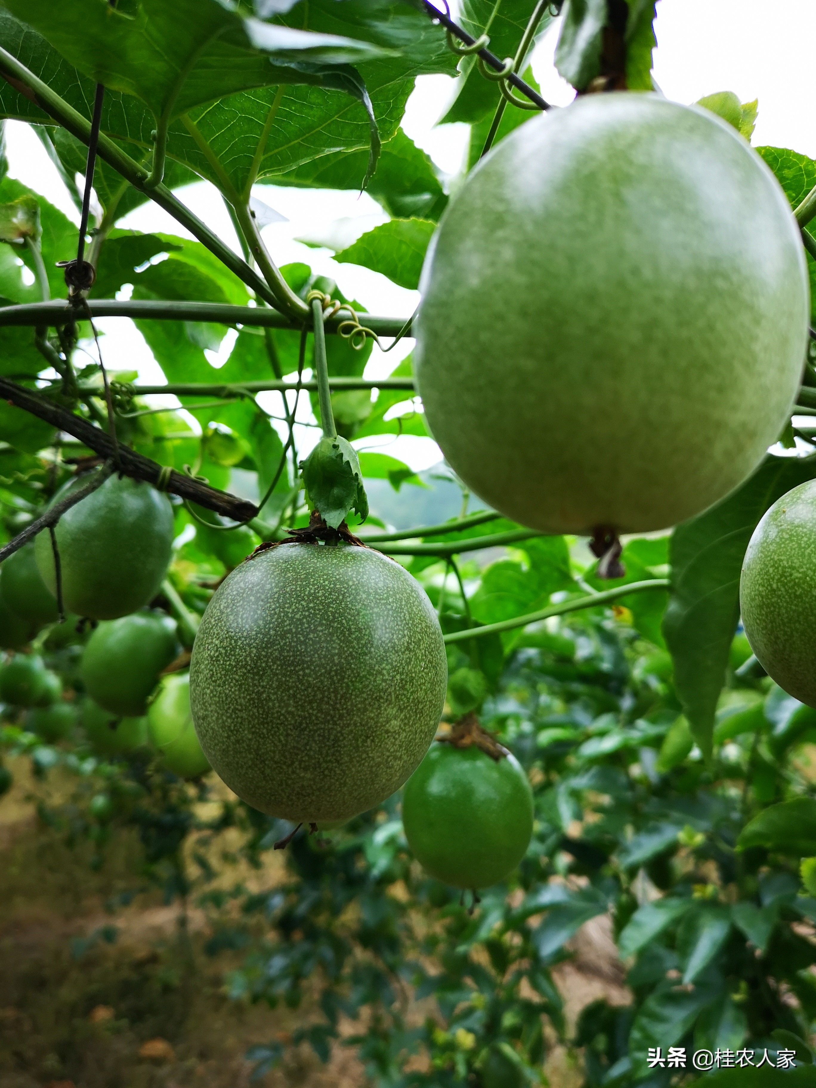 果实蝇诱捕剂越诱越多,实蝇诱捕器用什么药