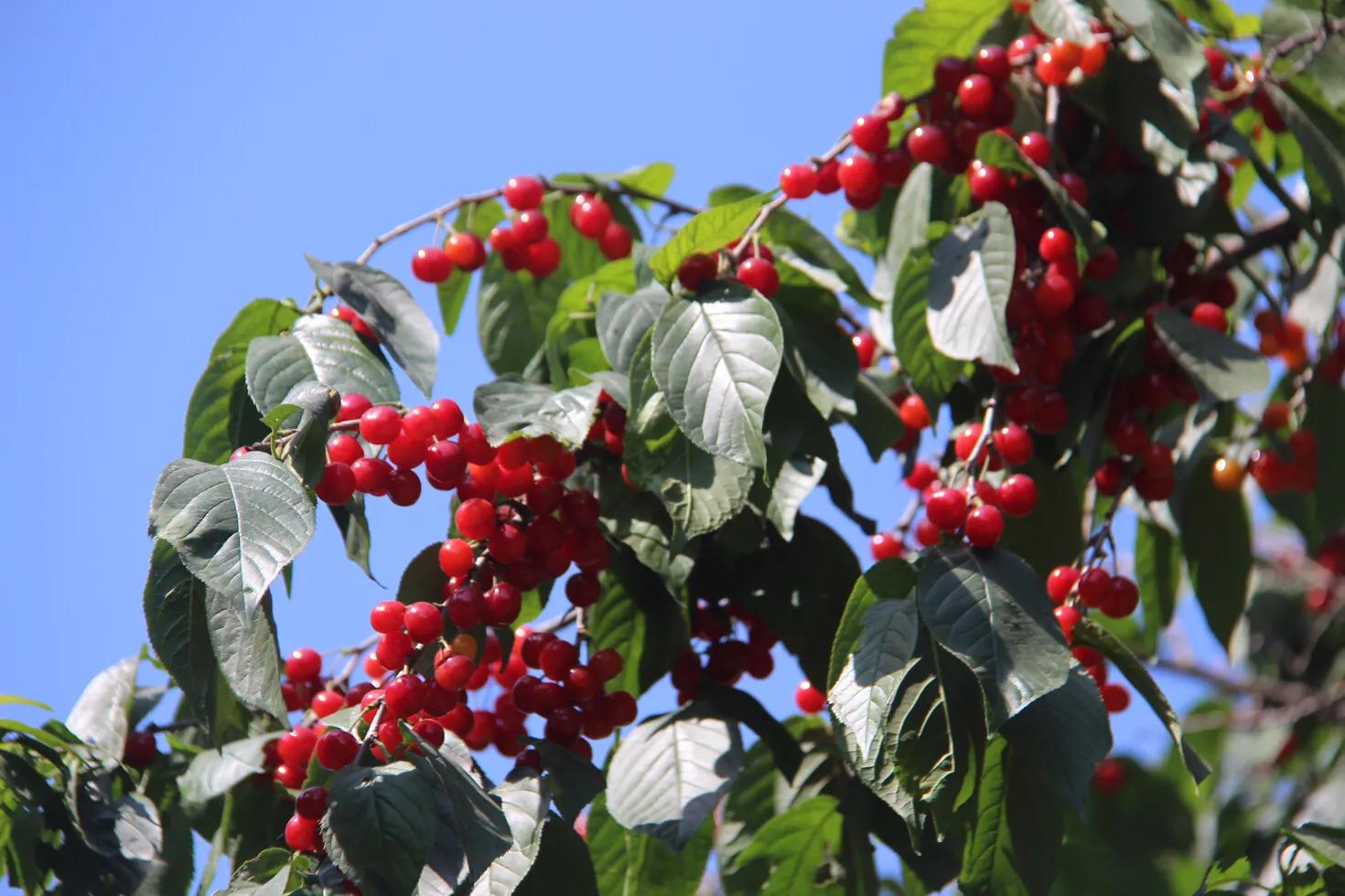 樱桃红了以后可以吃了吗,樱桃红了就可以吃吗