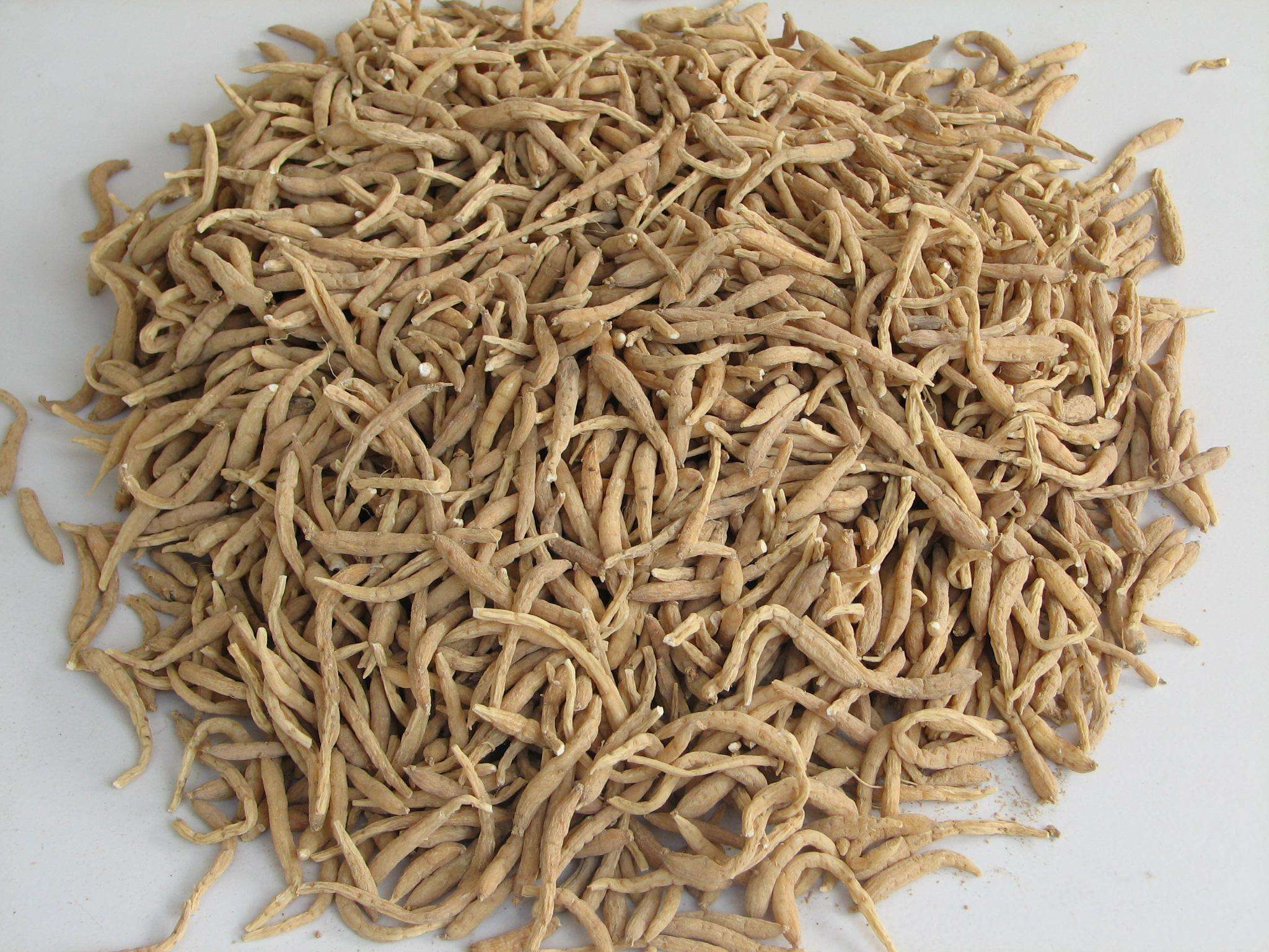 中药太子参，补气药中清补之品,益气不升提，生津不助湿.