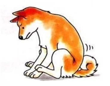 狗狗肛门腺发炎怎么治疗,狗狗肛门腺发炎的症状