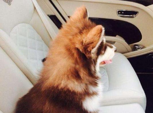 王思聪开淘宝店,淘宝王思聪店铺在哪