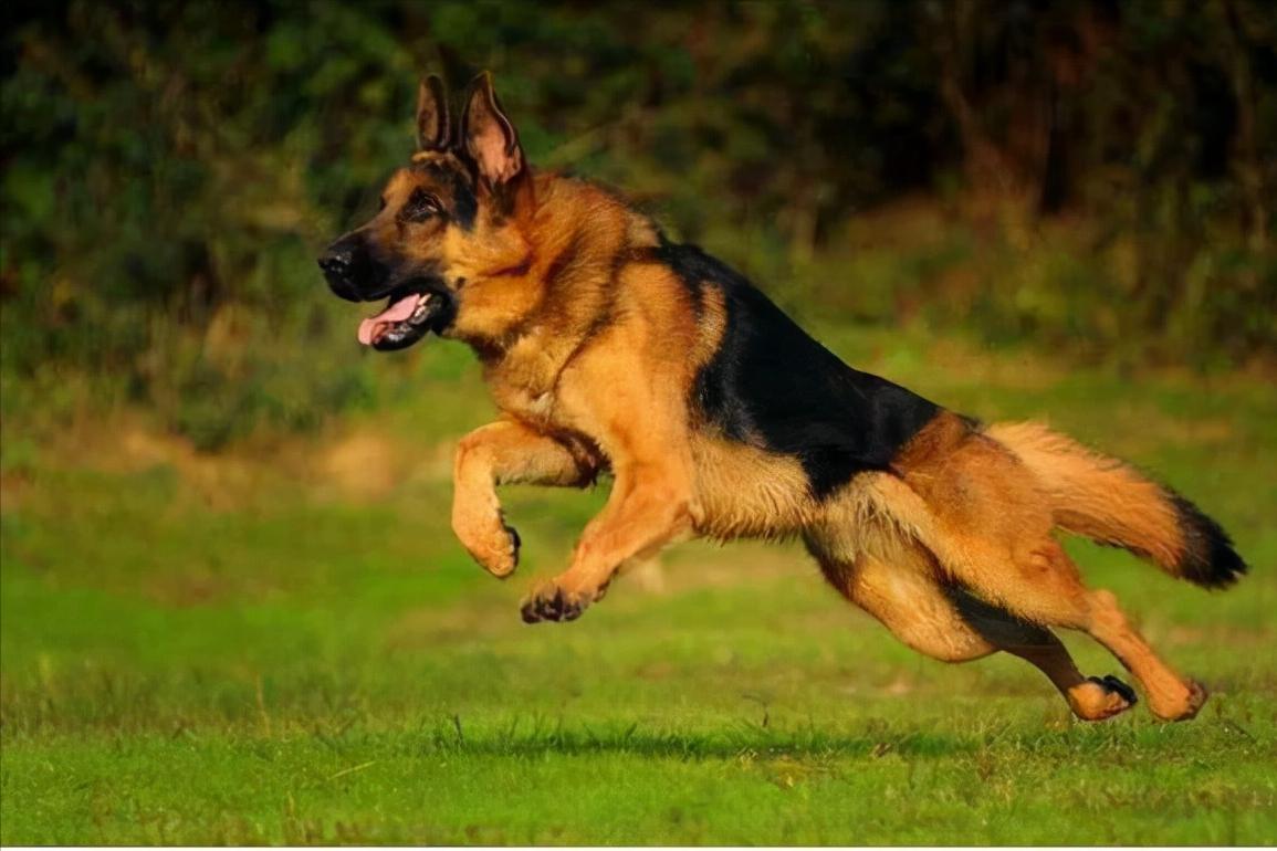 加纳利犬十大猛犬,加纳利犬真的是杀人犬吗