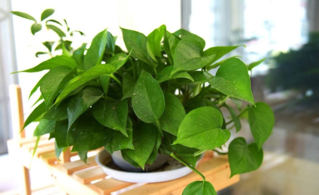 绿萝的叶片出现黑斑,做好这几点,轻松恢复生机