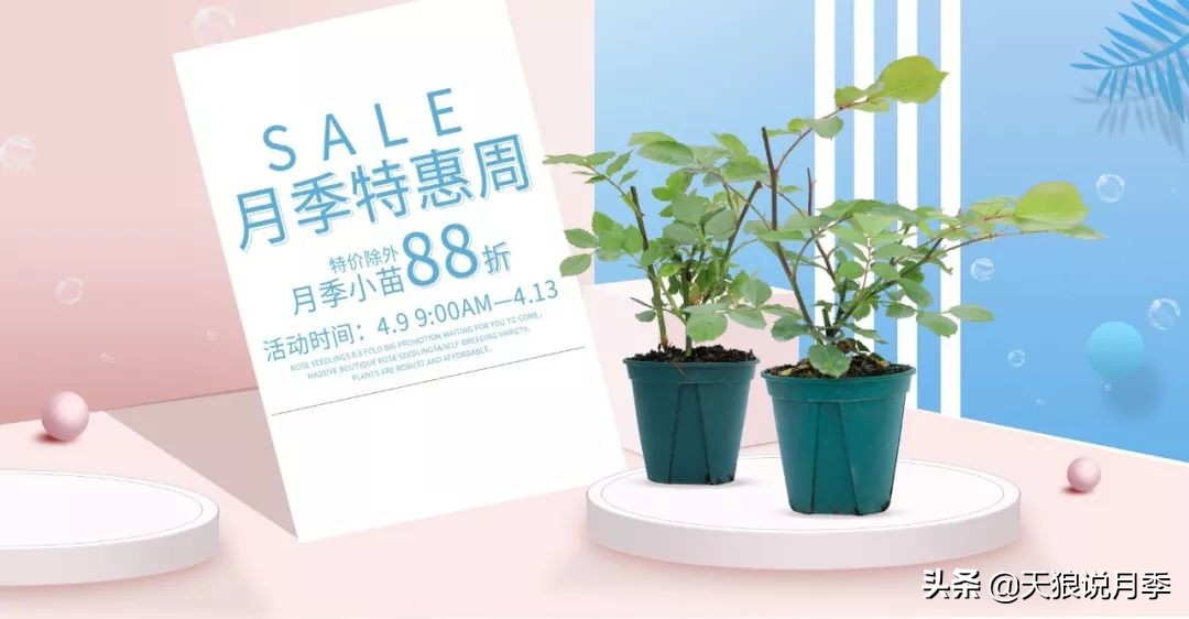 四月最浪漫的蔷薇花,最浪漫的四月花