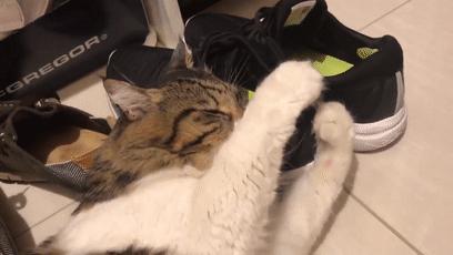 猫咪喜欢铲屎官是怎么回事,猫咪铲屎官要知道的知识