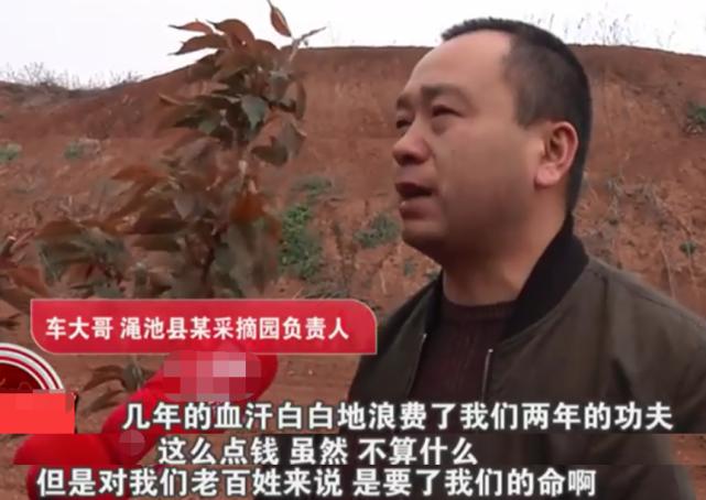 宿迁花木苗真的假的,宿迁为什么这么多假花木苗