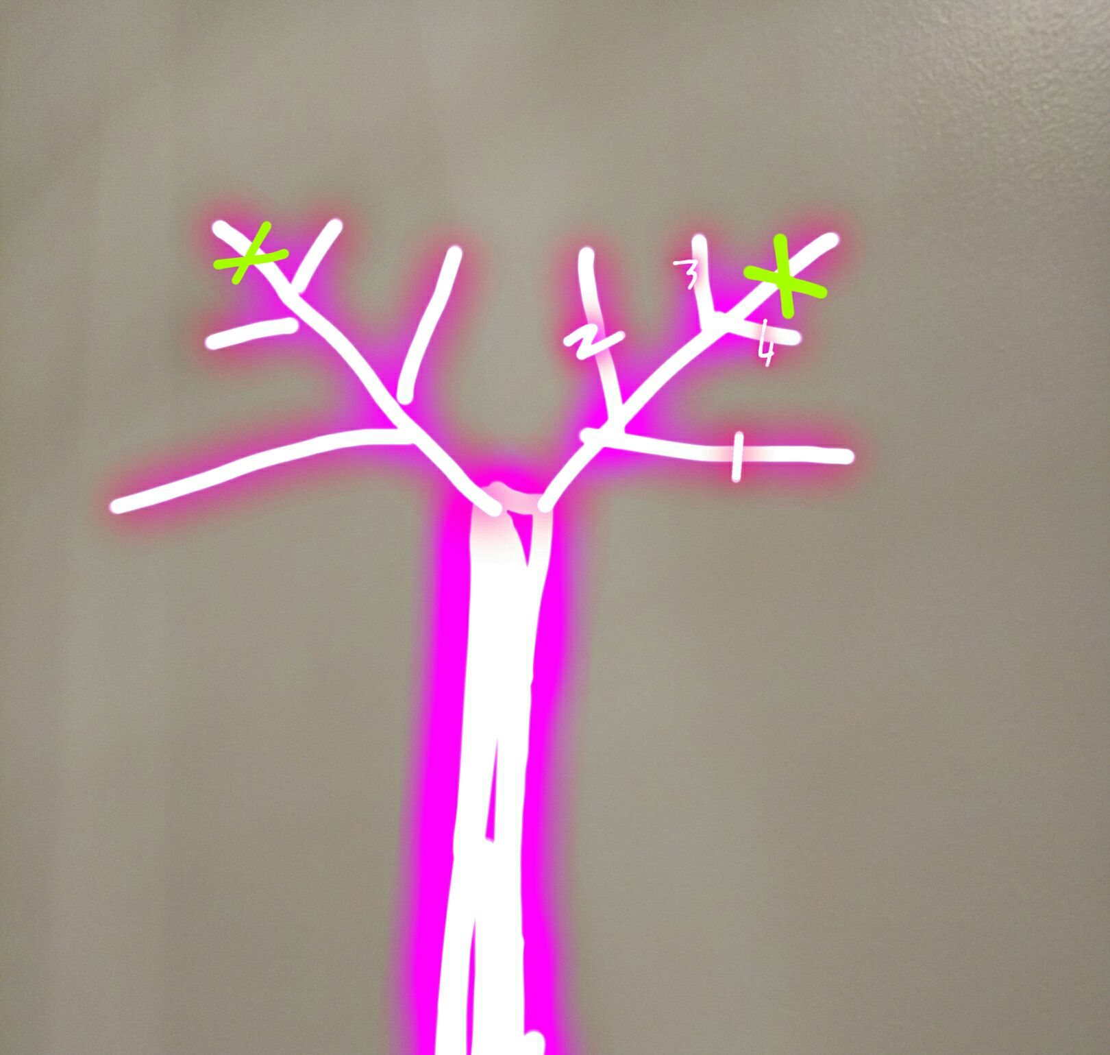 养一株树状月季一次开花好几百朵,树状月季开花耷拉头