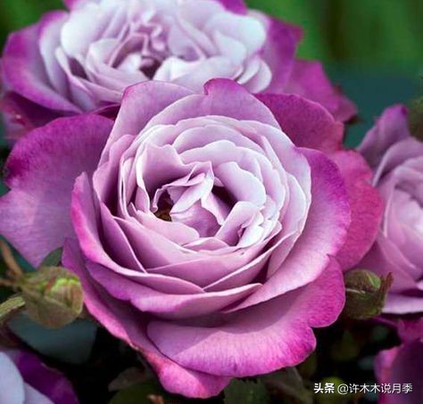 月季常见4种病,月季黑杆病怎么处理