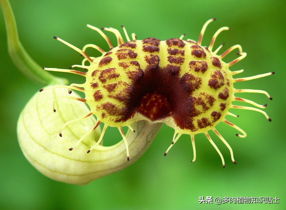 巨花马兜铃怎么繁育,巨花马兜铃图片大全