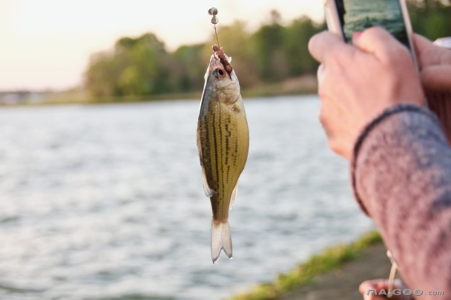 鱼饵拉丝粉怎么调,鱼饵加拉丝粉后影响鱼饵的效果吗