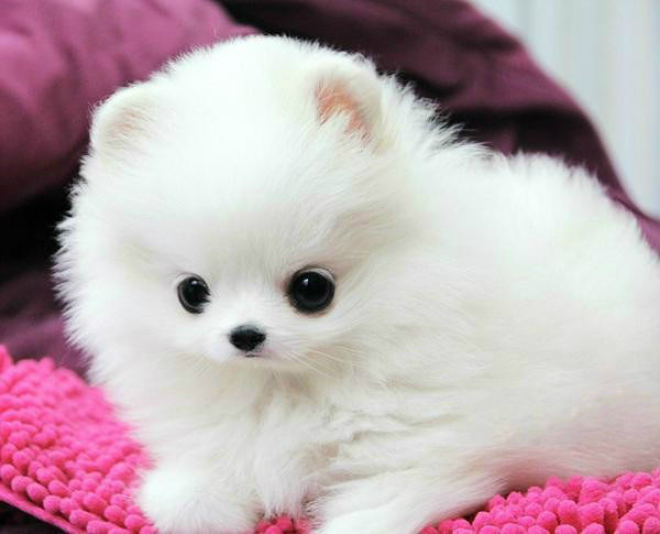 小狗怎么养才不会乱拉屎,小狗老是乱拉乱尿是什么情况