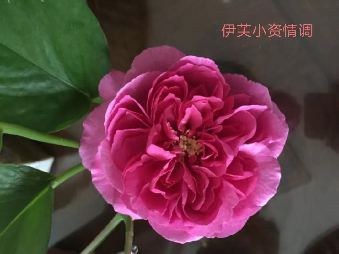 切花火焰月季的优缺点,常见切花月季一览