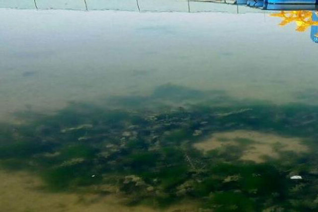 现在虾田里怎么起青苔,如何杀灭虾稻田青苔