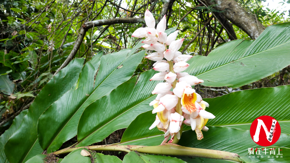 三亚呀诺达热带雨林文化区简介,三亚呀诺达热带雨林开业了吗