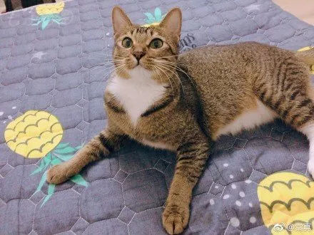 猫主子寝宫消毒，你不可不知的那些事