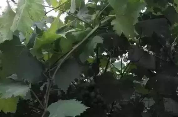 葡萄软果的原因及解决方法,葡萄轻轻一碰就掉粒怎么回事