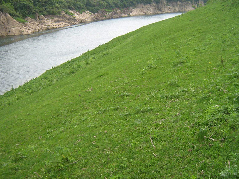 狗牙根种植草坪全过程,草坪种植狗牙根