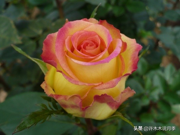 大花月季名贵月季十大品种,月季大花浓香好养的品种