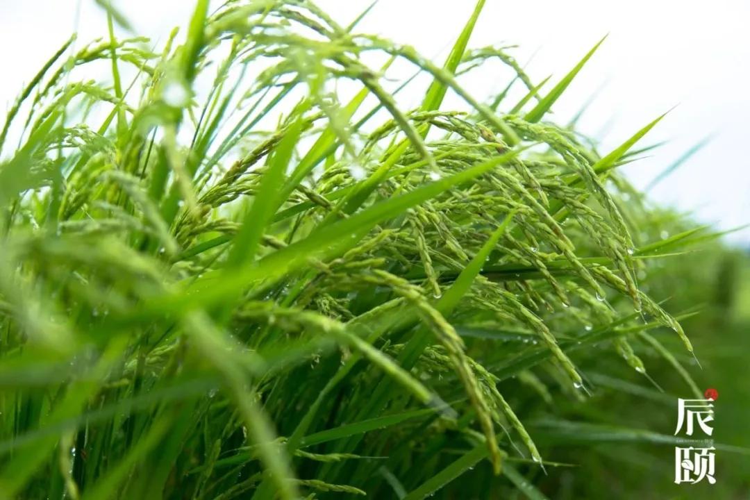 东北珍珠米用来做蛋炒饭可以吗,现磨现发东北珍珠米为什么好吃