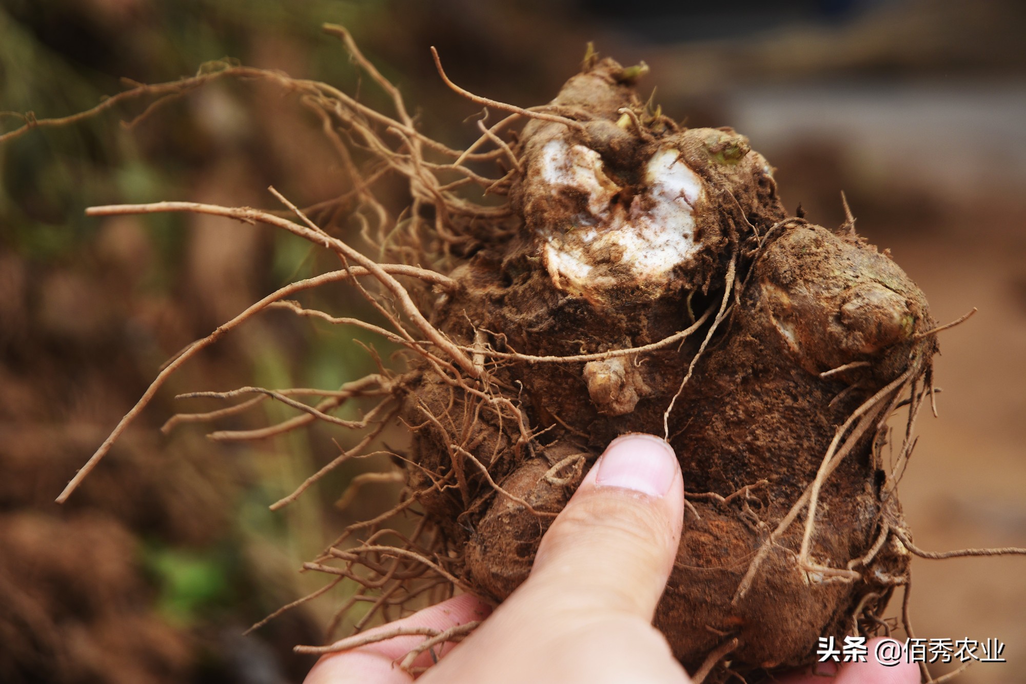 种植中药材背后的暴利的骗局,中药材种植致富经历