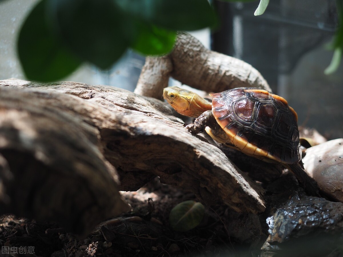 黄缘龟和红腿陆龟能一起养吗,黄缘龟是陆龟还是水龟日常怎样养