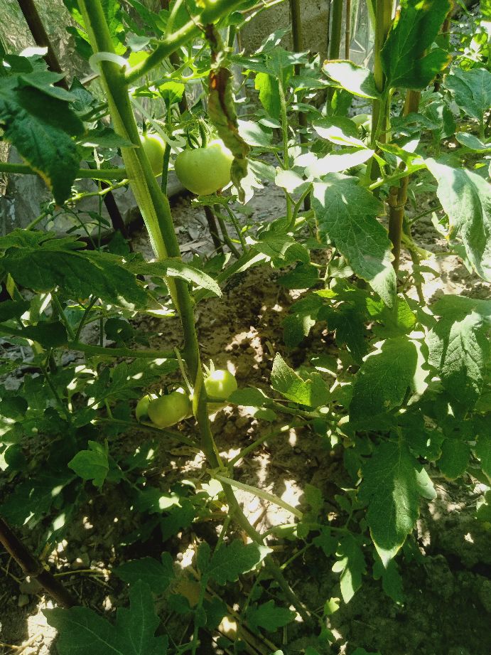 樱桃番茄最好的颜色,樱桃番茄挑选