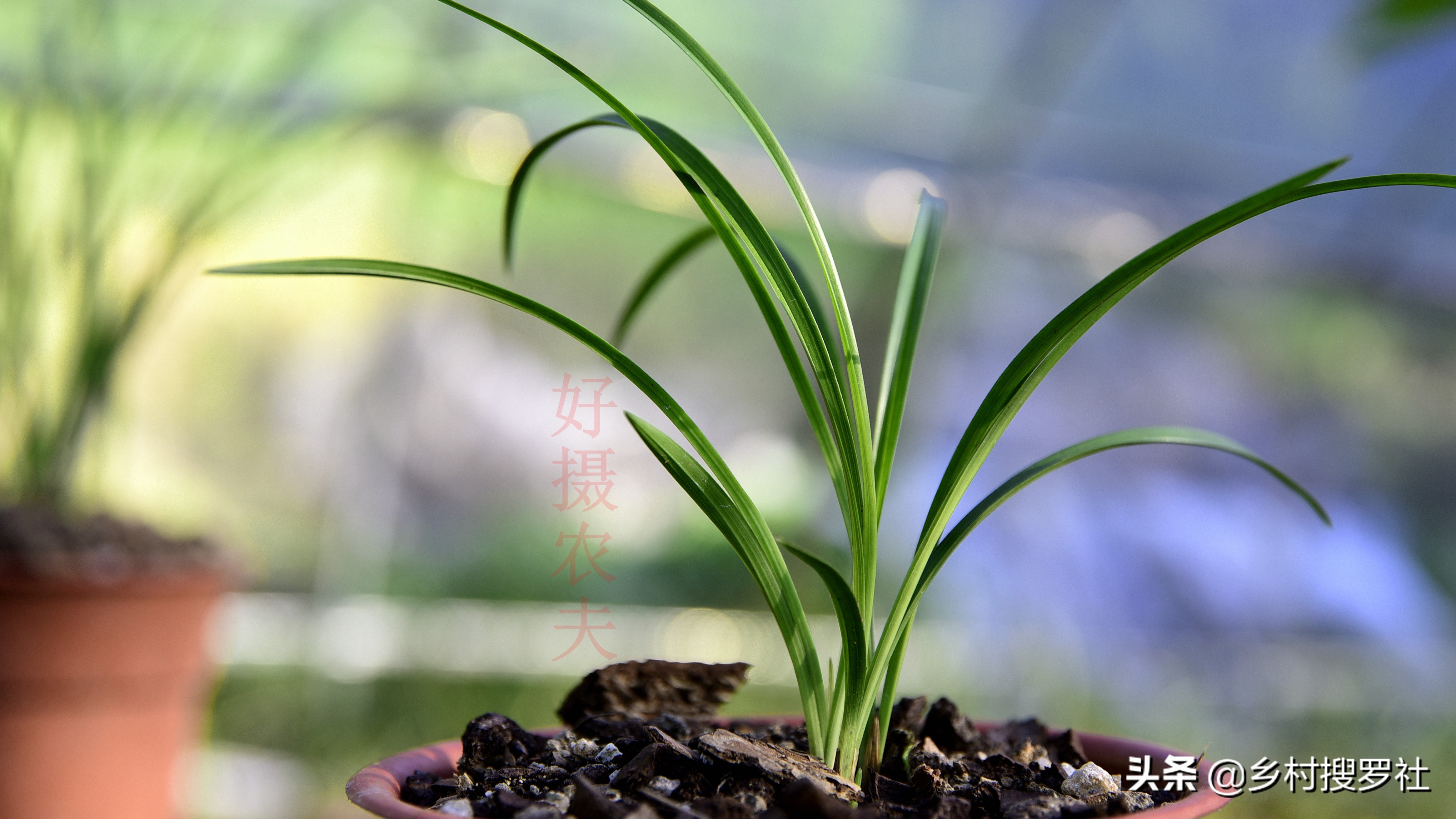 春兰芦头特点,春兰老苗还能发新芽吗