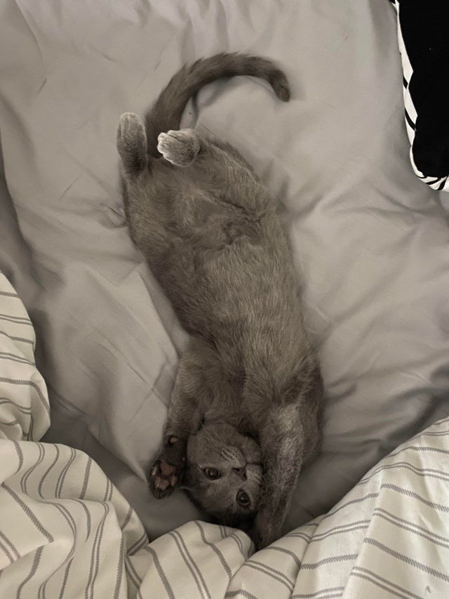 一只优雅的猫,世界上最好养的猫是哪些