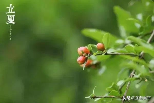 立夏|春红散尽，绿意盈然