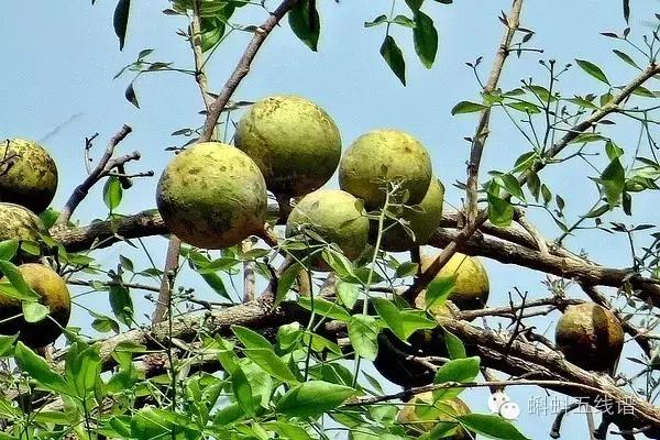 世界10大坑人黑暗水果，最后一种你可能还吃过…