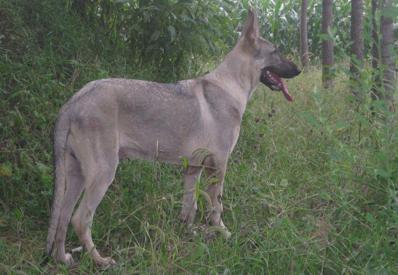 狼狗和德牧有什么区别,怎么分辨狼狗跟德牧