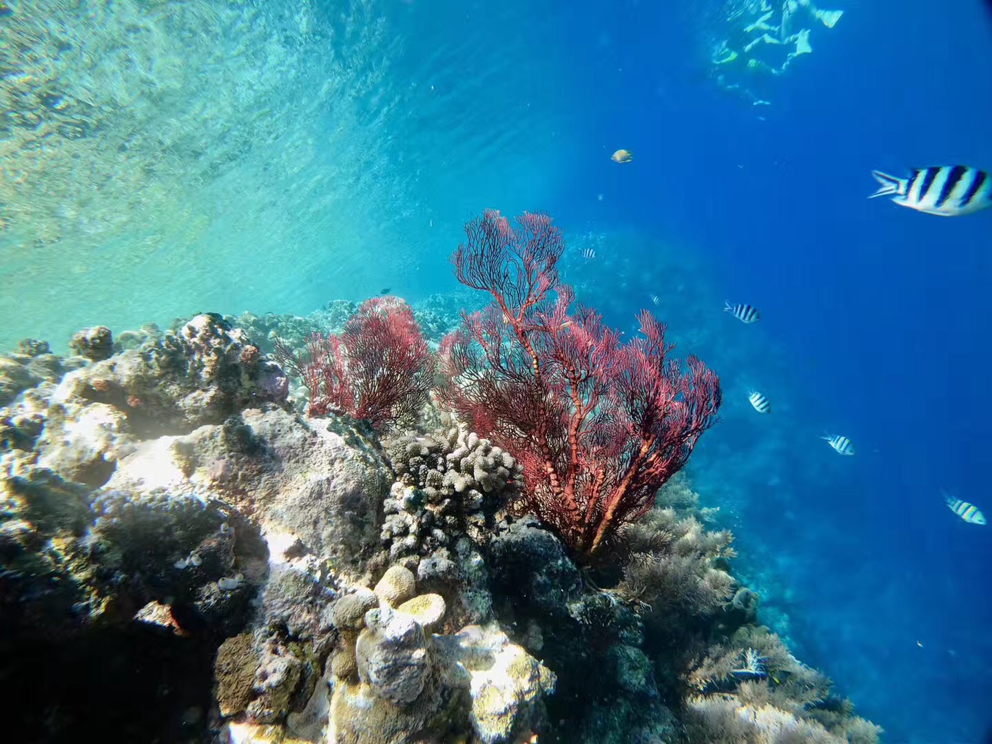 帕劳海岛游玩攻略,帕劳群岛旅游需要签证吗