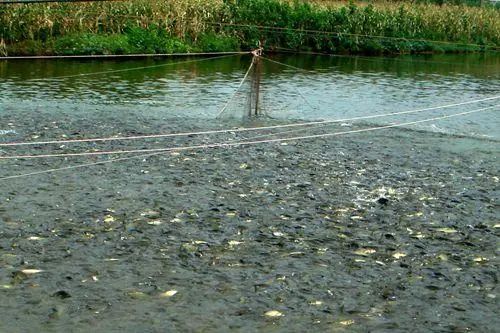 池塘水藻过多原因,水藻过多怎么处理