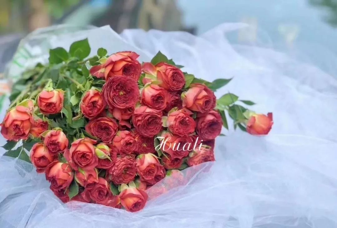 推荐几款玫瑰,哪几种玫瑰值得入手