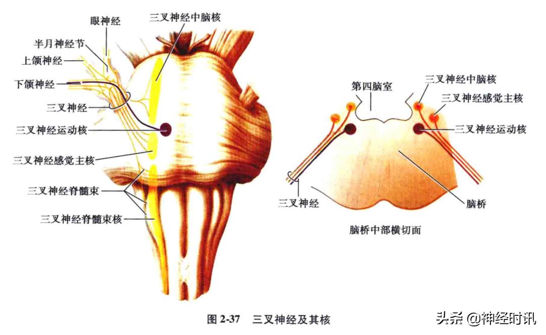 神经系统疾病定位诊断图解,神经系统定位定性诊断视频