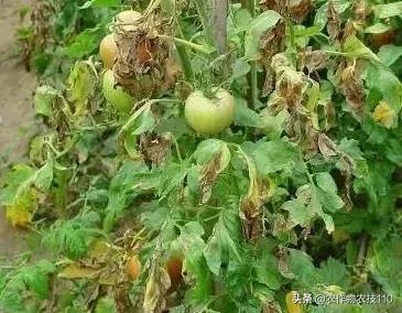 怎样预防番茄重茬,秋季阴雨天番茄病害预防