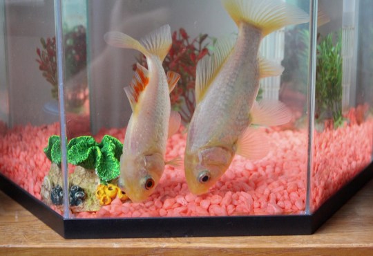 金鱼养多了怎么处理,金鱼养得越来越瘦