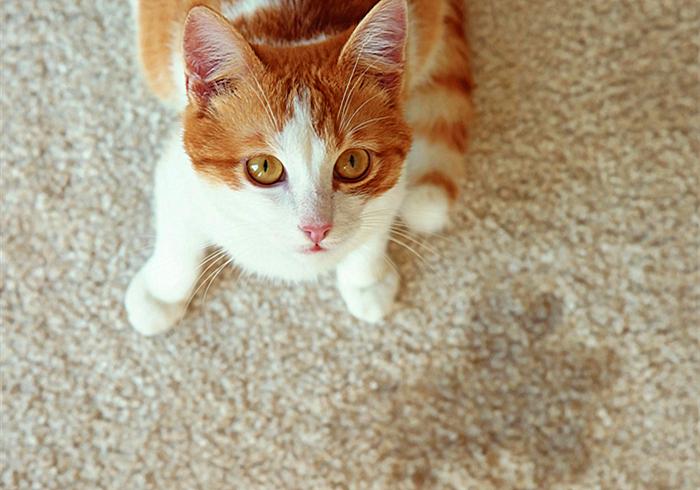 猫咪尿频尿血最便宜的解决方法,猫咪尿频尿急最快最便宜解决方法
