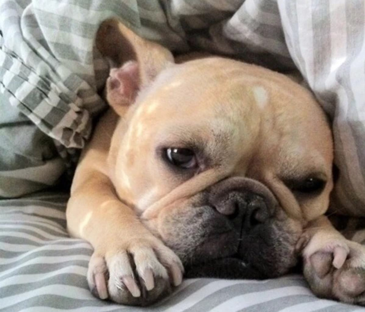 狗狗老是哼哼唧唧的是怎么回事,狗狗老是哼哼唧唧是什么原因