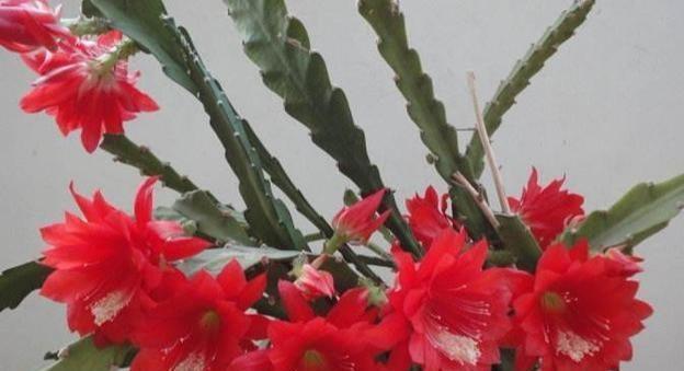 一棵仙人掌开两种颜色的花,一棵仙人掌