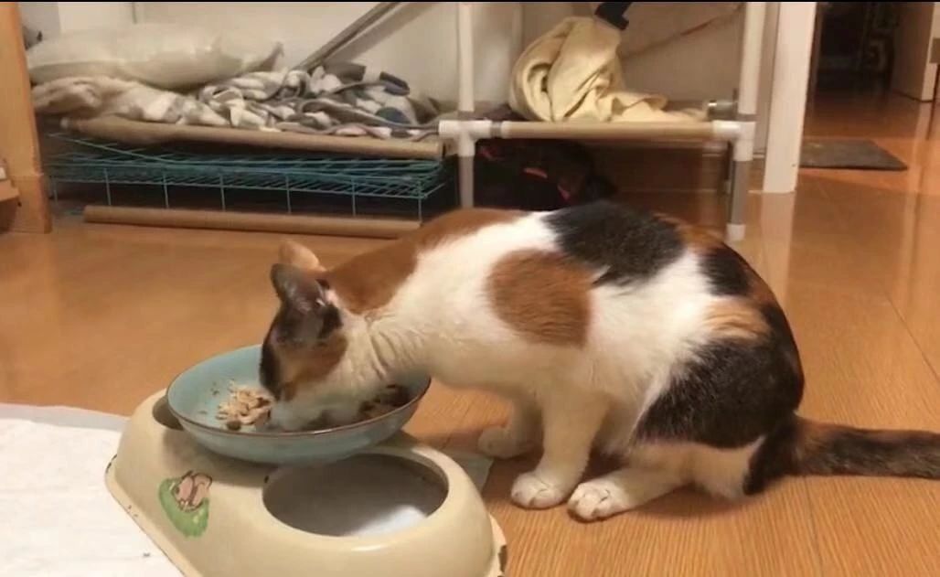 猫咪吃猫饭便便不臭,你家猫拉屎有多臭