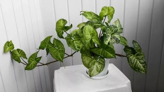 合果芋适合在室内养吗,合果芋黄叶怎么办