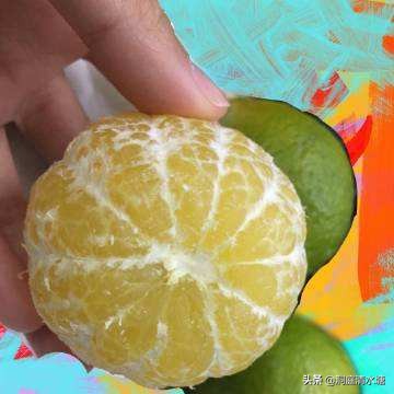 比蜂蜜还甜的柑橘,广西酸酸甜甜好剥皮的柑橘