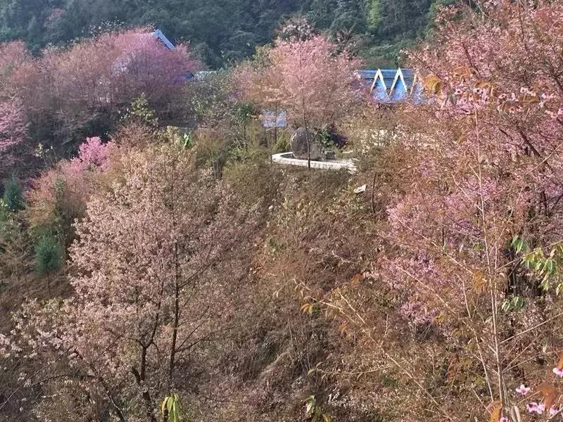 腾冲樱花谷景区,腾冲樱花谷