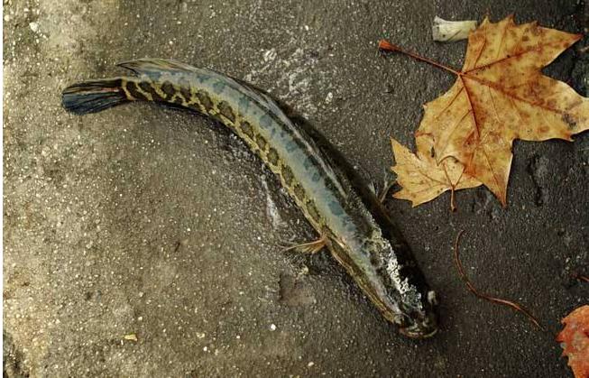黑鱼有多凶猛巨物,野生黑鱼怎么养能让它吃饲料
