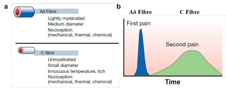腰酸背痛吃点补品,腰酸背痛喝中药有效果吗