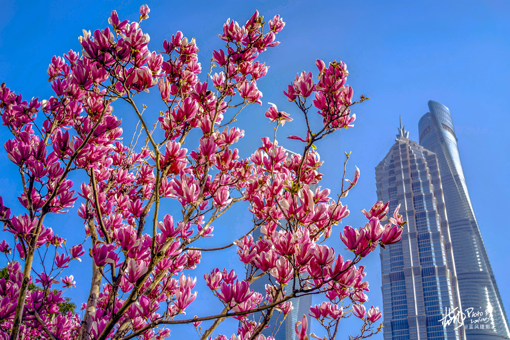 上海市市花白玉兰也叫玉兰花,白玉兰花是上海的市花吗